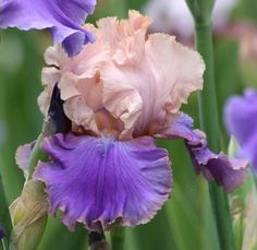 a close up of a purple and yellow flower