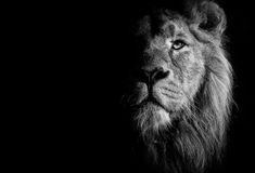 a black and white photo of a lion in the dark