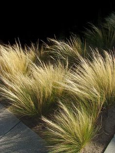 some very pretty grass by the side of a road