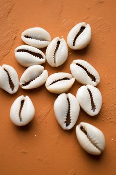 several seashells are arranged on an orange surface