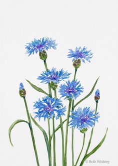 some blue flowers are in a vase on a table and white wall behind them is a watercolor painting by beth whitley