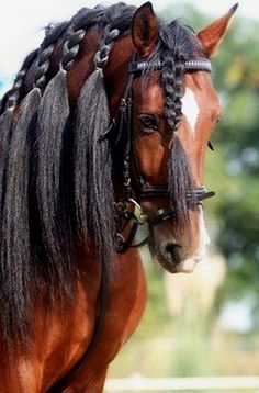 a brown horse with braids on it's head