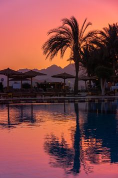 palm trees are reflected in the pool at sunset