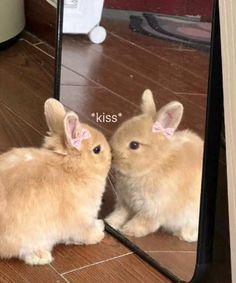 a small rabbit sitting in front of a mirror with its reflection on it's side