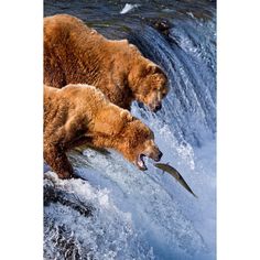 two brown bears are fishing in the water