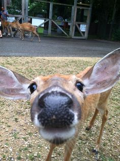 a close up of a deer's face with people in the background behind it