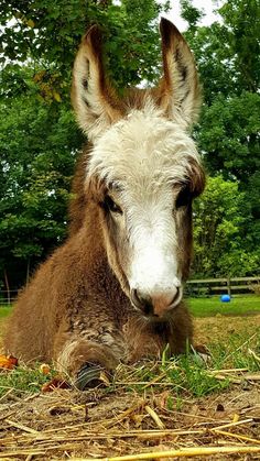 a brown and white donkey laying on top of a grass covered field next to trees