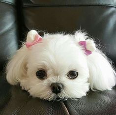 a small white dog laying on top of a leather chair