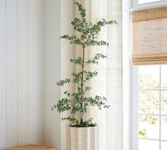 a potted plant sitting next to a window