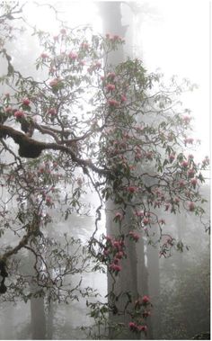 a foggy forest filled with lots of pink flowers