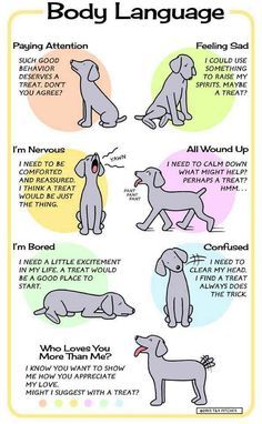 a poster with instructions on how to use the body language for teaching children about dogs