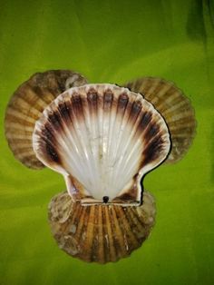 three seashells are sitting on top of each other in front of a green background