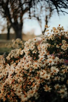 white and orange flowers in the foreground with trees in the background