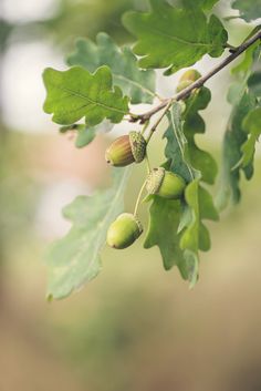 some green leaves and nuts hanging from a tree