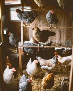 a group of chickens standing around in a barn