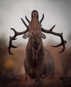 an animal with large antlers on its back