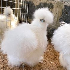 two fluffy white chickens in a cage