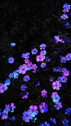 purple and blue flowers lit up in the dark