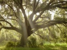 Southern Live Oak Tree, Shifting Places, Abi Connick, Southern Live Oak, Live Oak Tree, Tree Swings, Mama Earth, 29 Days, Live Oak Trees