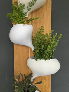 three white vases with plants in them on a wooden shelf next to a wall