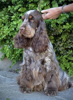 a brown and white dog sitting on top of a stone floor next to green bushes