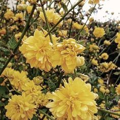 yellow flowers are blooming in the garden