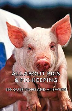 a person holding a small pig in their hands with the caption all about pigs & pig - keeping 800 questions and answers