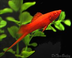 a red fish swimming in an aquarium filled with plants