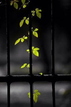 a plant is growing through the bars of a window