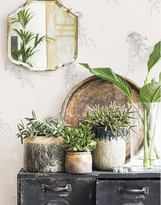 some plants are sitting on top of an old dresser with mirrors above it and hanging from the wall