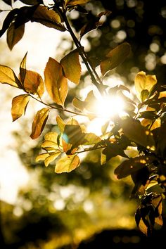 the sun is shining through some leaves