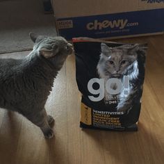 a gray cat standing next to a bag of cat food