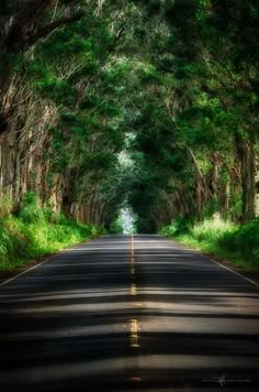 an empty road surrounded by trees and grass