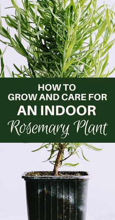 an indoor rosemary plant with text overlay that reads how to grow and care for an indoor rosemary plant