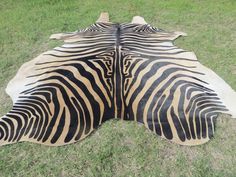 a zebra skin is laying on the ground