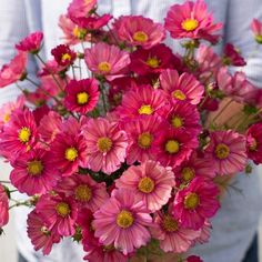 a person holding a bunch of pink flowers in their hands and wearing a blue shirt