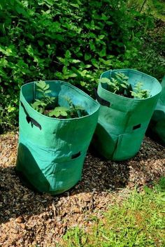 three green bags with plants in them sitting on the ground next to some grass and bushes