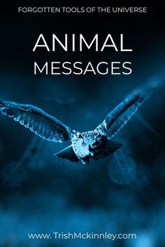 an owl flying through the air with text that reads, animal messages forgotten tools of the universe