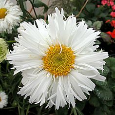 white flowers with yellow center surrounded by red and pink flowers in the background, closeup