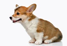 a small brown and white dog sitting down