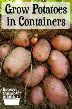 potatoes growing in the soil with text overlay that reads grow potatoes in containers