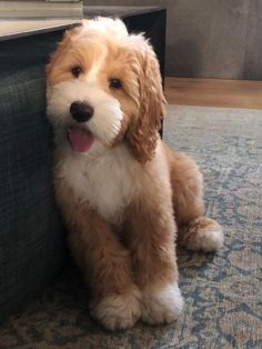 a brown and white dog sitting on top of a rug