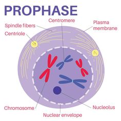 Prophase is the first stage of cell division. Cell Analogy, Cells Biology, Biology Lessons, Science Notes