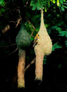 two birds sitting on top of bird houses hanging from trees