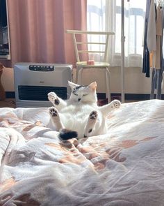 a cat laying on its back on top of a bed