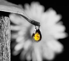 a drop of water with a yellow flower in the middle is hanging from a piece of wood