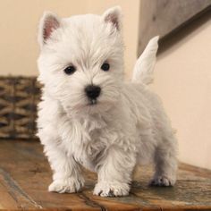 a small white dog standing on top of a wooden table