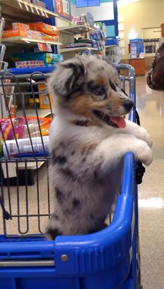 a dog sitting in a shopping cart with its paws on it's back and the words first time at the pet store