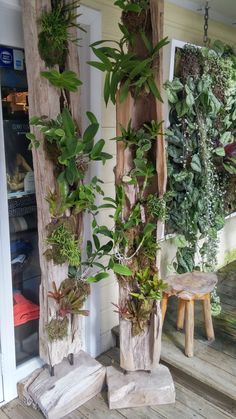 several different types of plants are hanging on the wall