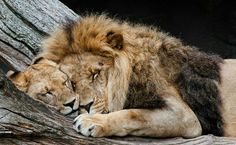 two lions sleeping on top of a tree branch